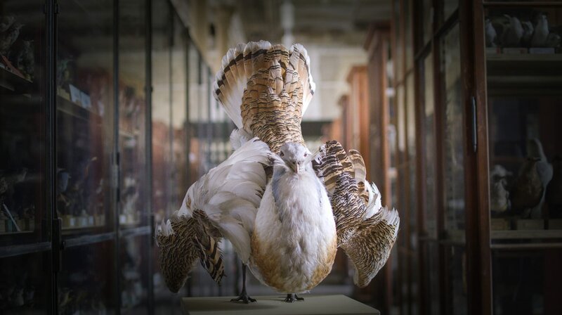 Das Präparat einer Großtrappe im Naturkundemuseum Berlin – Bild: MDR/​ALTAYFILM