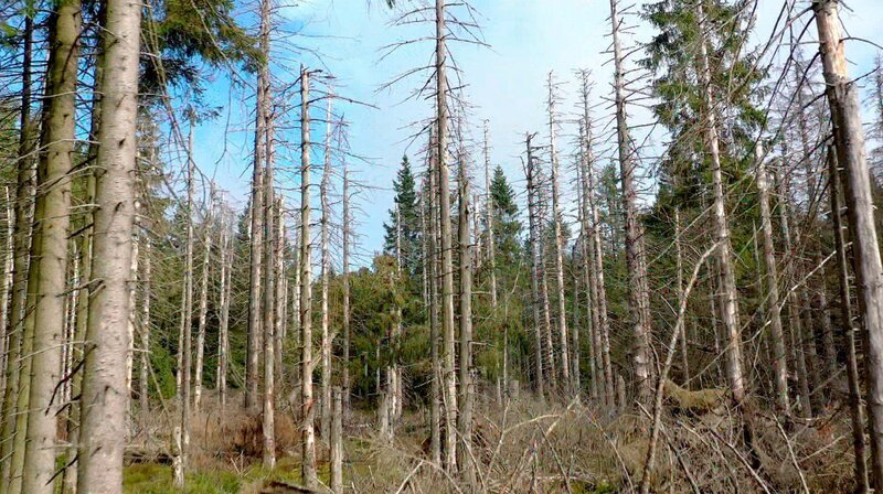 Abgestorbene Bäume – so könnte unser Wald durch den Klimawandel bald flächendeckend aussehen. – Bild: Bavaria/​SWR