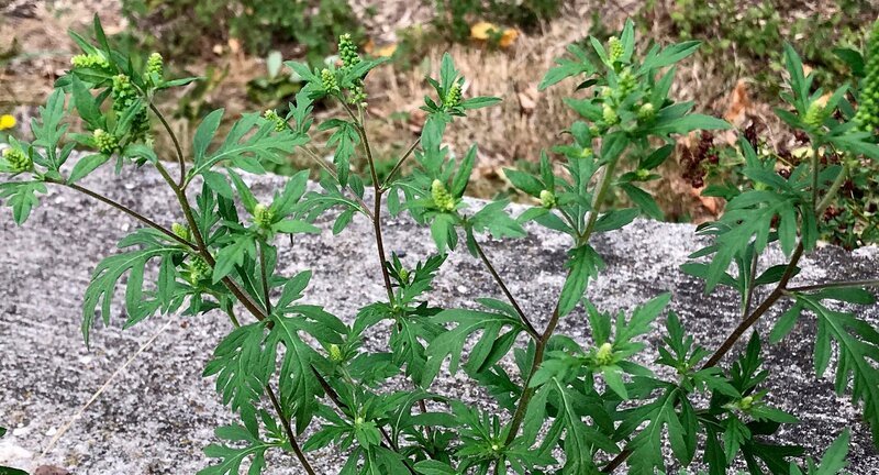 Ambrosia Pflanze, weite Verbreitung durch Klimawandel. – Bild: ORF/​Bavaria