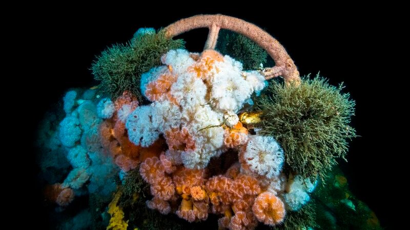 Das Torpedoboot V 187 ist eines der vier deutschen Kriegsschiffe, die im ersten Weltkrieg vor Helgoland im Gefecht gegen die britische Marine sanken. Dieser Teil der Kesselanlage des Wracks ist von sessilen Tieren (Blumentiere, Anthozoen, Seenelken) überwuchert. – Bild: phoenix/ZDF/Florian Huber Das Torpedoboot V 187 ist eines der vier deutschen Kriegsschiffe, die im ersten Weltkrieg vor Helgoland im Gefecht gegen die britische Marine sanken. Dieser Teil der Kesselanlage des Wracks ist von sessilen Tieren (Blumentiere, Anthozoen, Seenelken) überwuchert. – Bild: phoenix/ZDF/Florian Huber