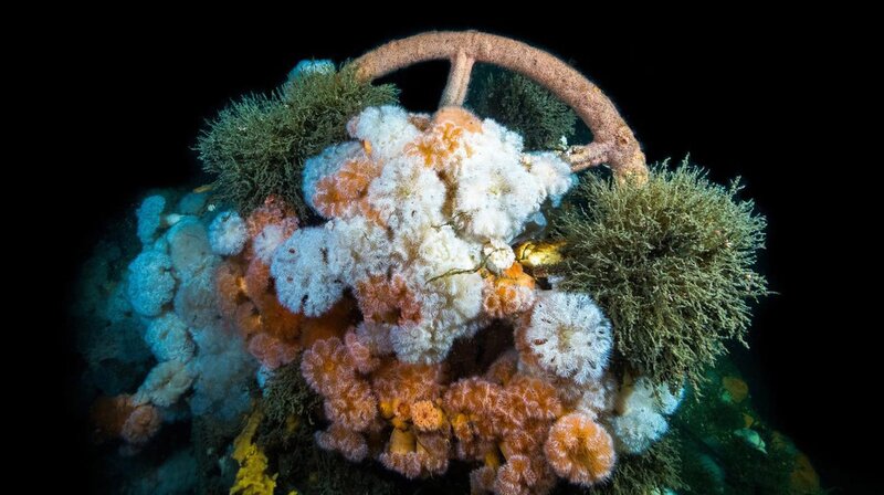 Geheimnisse auf dem Meeresgrund – Bild: phoenix/​ZDF/​Florian Huber