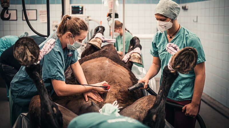 24 Stunden Notdienst – deshalb müssen alle Mitarbeiter*innen im Umkreis der Klinik wohnen. – Bild: NDR/​Tierklinik Lüsche GmbH