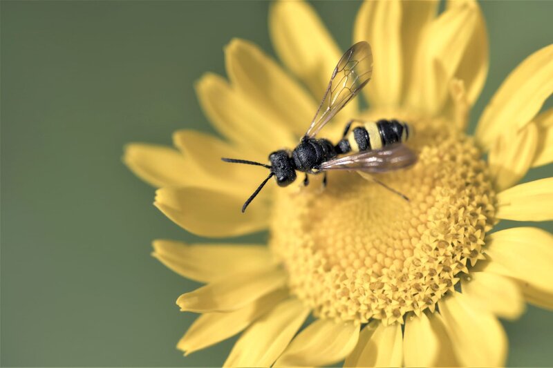 Wie geht es unseren Insekten? – Bild: BR/​In One Media/​MDR/​Mike Brandin/​Mike Brandin