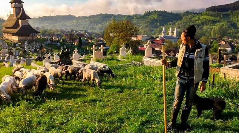 Hirte Gheorge auf dem Weg in die Berge. Dabei passiert er eine Wiese am Friedhof von Salistea in der Maramures. Im Hintergrund, die für diese Region landestypischen Holzkirchen, die auch Weltkulturerbe sind. – Bild: phoenix/ZDF/ORF/Interspot Film/Hans-Peter Steiner Hirte Gheorge auf dem Weg in die Berge. Dabei passiert er eine Wiese am Friedhof von Salistea in der Maramures. Im Hintergrund, die für diese Region landestypischen Holzkirchen, die auch Weltkulturerbe sind. – Bild: phoenix/ZDF/ORF/Interspot Film/Hans-Peter Steiner