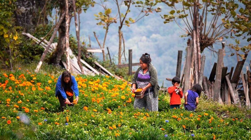 Die reinsten Blüten der Welt werden im Hochland Bhutans geerntet. – Bild: ZDF und NDR/​Irja von Bernstorff/​Sonam Ri.