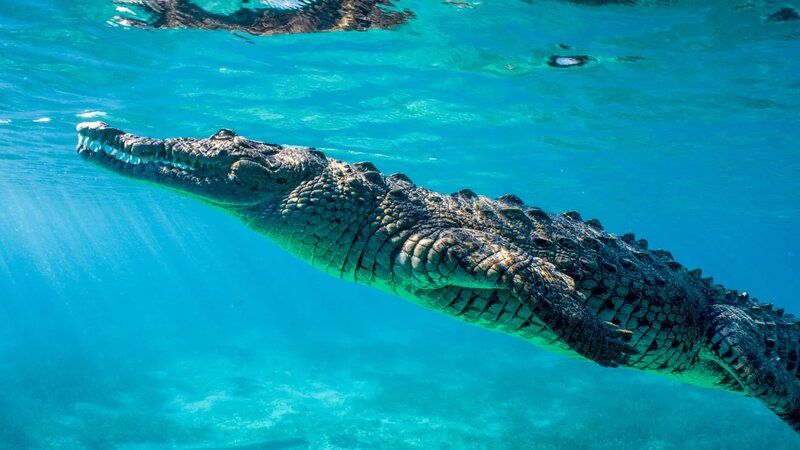 Kuba - Im Rhythmus der Natur – Bild: ORF/​Crossing the Line Productions