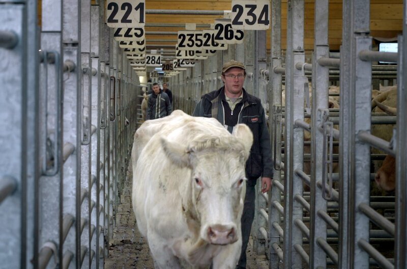 Tod eines Viehzüchters – Bild: Elephant Adventures /​ Der Züchter Julien Husquet auf dem Viehmarkt von Saint-Christophe-en-Brionnais