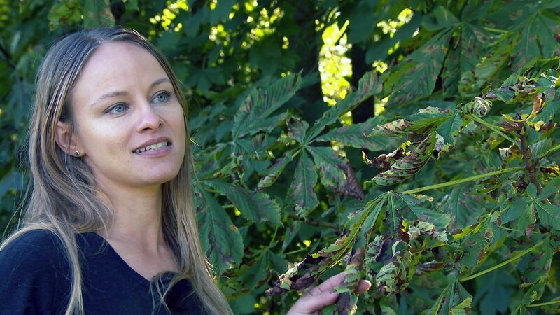 Mag. Esther Ockermüller, Entomologin im Biologiezentrum Linz, zeigt die eingewanderten Mieniermotten in den Kastanienblättern. – Bild: ORF/Jutta Anna Wirth Mag. Esther Ockermüller, Entomologin im Biologiezentrum Linz, zeigt die eingewanderten Mieniermotten in den Kastanienblättern. – Bild: ORF/Jutta Anna Wirth