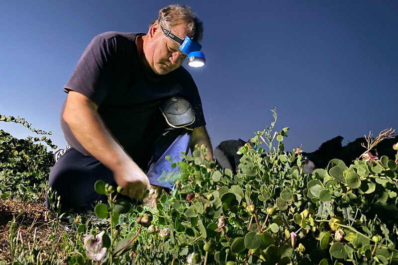 Italiens Kapern - Der Geschmack des Südens – Bild: SRF2