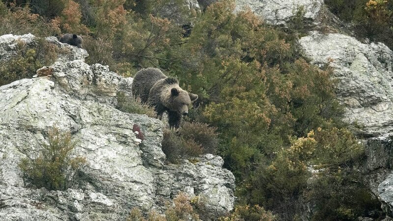Der Bergbär lebt in seiner natürlichen Umgebung, im Kantabrischen Gebirge. – Bild: TVNOW / (c) MFP – Vincent Munier Der Bergbär lebt in seiner natürlichen Umgebung, im Kantabrischen Gebirge. – Bild: TVNOW / (c) MFP – Vincent Munier