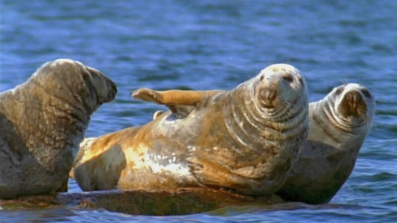 Kegelrobben vor der Ostseeinsel Saaremaa. – Bild: SWR/​SWR