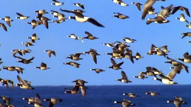 Lebensraum Ostsee – Bild: SWR/​SWR