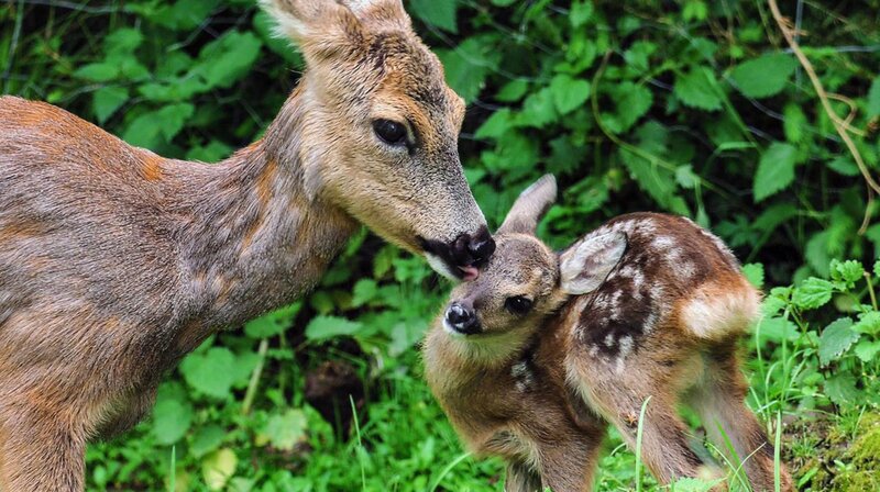 Kitz & Co. - Die Kunst des Verschwindens – Bild: phoenix/​ZDF/​ORF
