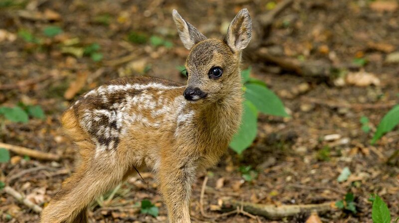Kitz & Co. - Die Kunst des Verschwindens – Bild: phoenix/​ZDF/​ORF