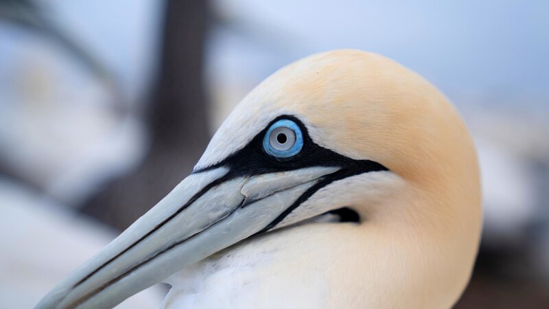 Die gefährliche Reise der Sardinen – Bild: BILD