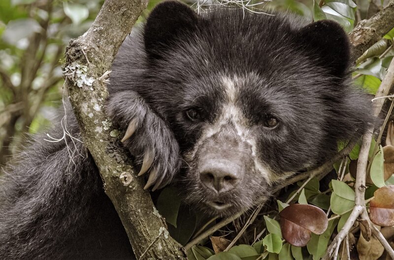 Zum ersten Mal erforscht ein ecuadorianisches Wissenschaftlerteam die Lebensweise der letzten verbleibenden Brillenbären Südamerikas. – Bild: arte