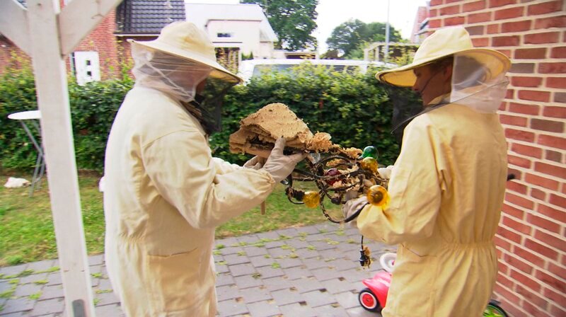 Nest der Gemeinen Wespe, entdeckt in einem Schuppen. – Bild: NDR/​Filmteam Papstein
