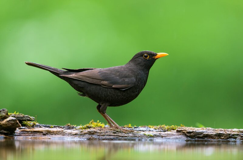 Gefiederte Nachbarn – Bild: arte