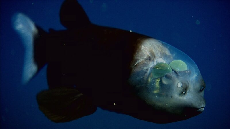 Der Glaskopffisch (Macropinna microstoma) ist ein Bewohner der Tiefsee. Über seinen nach oben gerichteten Augen liegt eine durchsichtige Gallertschicht, die es ihm ermöglicht, Feinde schnell zu entdecken. – Bild: GEO Television