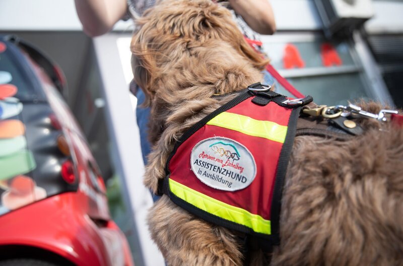 Mensch, Leute! (SWR) 249 Zurück ins Leben mein Hund als
