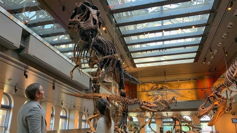 Anna Und Die Wilden Tiere Dinos