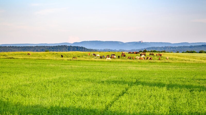Auf der Stutenweide des Hülbehofs grasen die Ponys mit Blick auf die Burg Hohenzollern. – Bild: SWR