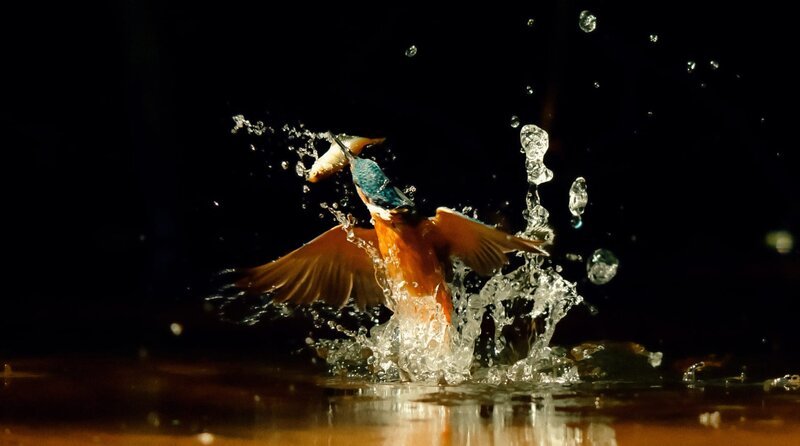 Ein Eisvogel erhebt sich nach einem erfolgreichen Tauchstoß mit seiner Beute aus dem Wasser – ein magischer Moment – sichtbar nur in Superzeitlupe. – Bild: WDR/​Light & Shadow GmbH/​Christian Baumeister
