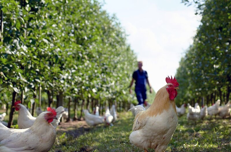 Die Hühner auf Henning Quasts ökologischen Apfelanlagen beseitigen Schädlinge in der oberen Bodenschicht. So sollen in Zukunft Pflanzenschutzmittel eingespart werden. – Bild: arte