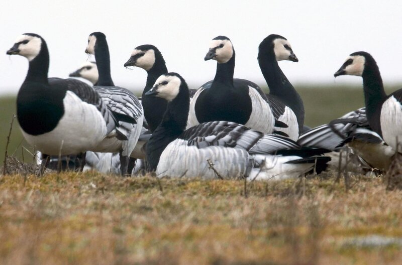 Apfelwiesen und Wildnis – Bild: arte