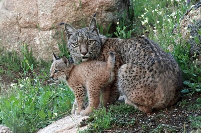 Eine Pardelluchsin mit ihrem Jungen: Die seltene Wildkatze gehört zu den bedrohten Tierarten der Iberischen Halbinsel. – Bild: arte