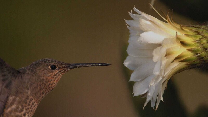 Colibri – Bild: RTL /​ © Terra Incognita Docs