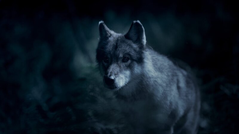 Der Wolf (Lobine, Filmtiere Film Wölfe) pirscht sich an. – Bild: BR, Hamburg Media School /​ BR/​Hamburg Media School