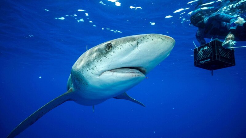 Shipwreck Sharks – Bild: RTL /​ © Earth Touch 2017