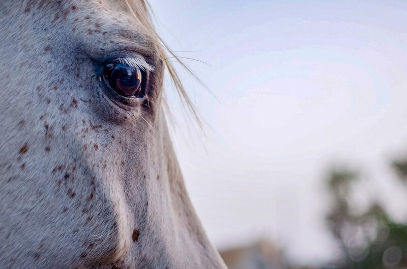 2008 gingen durch die Wirtschaftskrise viele Reitschulen und Gestüte in Spanien bankrott. Allein 2012 wurden in Spanien über 70.000 Tiere zum Schlachthof gebracht. Durch die Arbeit von Lois Ford bleibt dieses Schicksal einigen dieser Pferde erspart. – Bild: arte