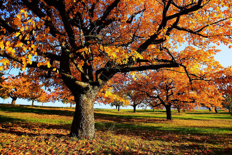 Herbstwelten – Bild: SRF1