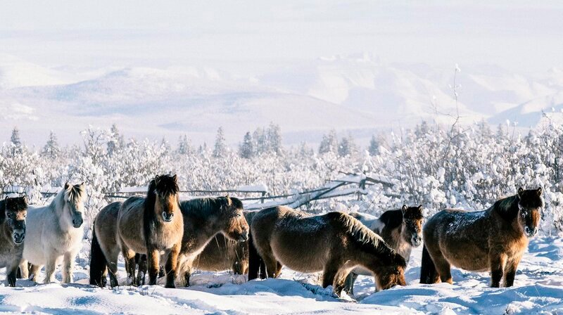Eine Herde jukutischer Pferde in Oymyakon, Nordsibirien. – Bild: phoenix/​ZDF/​Dennis Wells