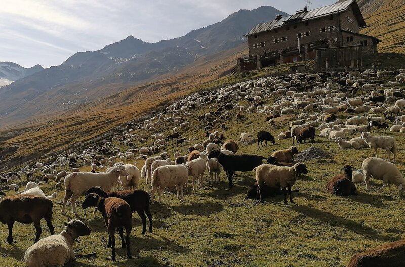 Jedes Jahr verbringen die Südtiroler Schafe den Sommer im Tiroler Ötztal. – Bild: arte