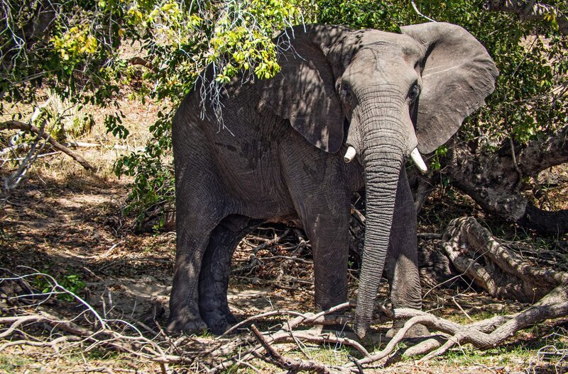 Elefantenbullen durchwandern Inseln am Sambesi. – Bild: NDR/​WDR/​Blueplanetfilm
