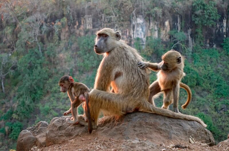 Die Mutter lässt sich auch von den eigenen Kindern lausen. – Bild: NDR/WDR/Blueplanetfilm Die Mutter lässt sich auch von den eigenen Kindern lausen. – Bild: NDR/WDR/Blueplanetfilm