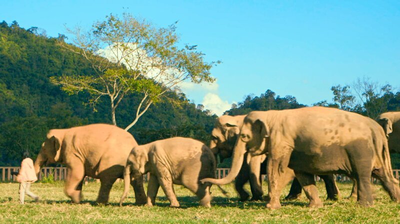 Lek leitet Elefantenherde. Elefanten werden in Thailand auf vielfältige Weise missbraucht: Sie müssen in der Holzwirtschaft oder als Zirkustiere schuften und werden dabei gequält. Die Tierschützerin Lek will den Tieren helfen und legt sich dafür auch mit der Elefanten-Mafia an. – Bild: WDR/​Bungalow Town Productions