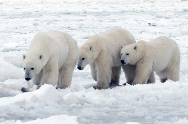 Eisbären auf der Jagd nach ihrer Lieblingsspeise: Seehunden – Bild: Filmoption International /​ © Filmoption International