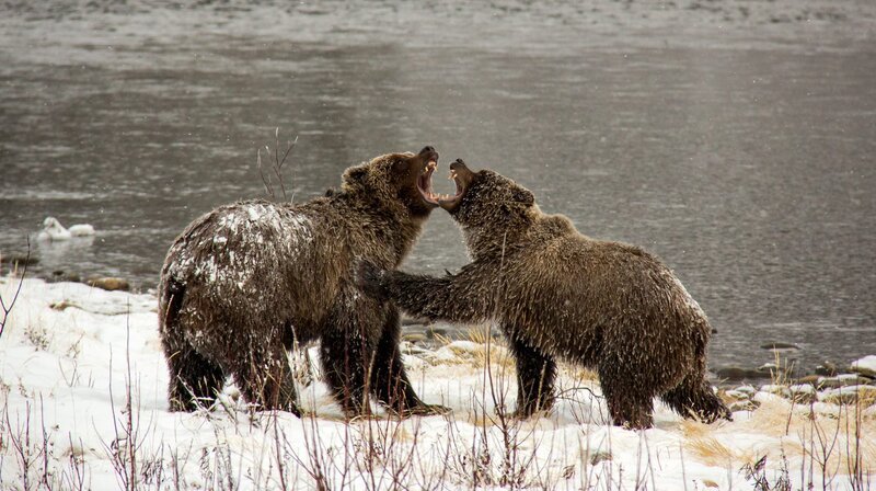 Zwei Grizzlybären kämpfen gegeneinander am Fishing Branch River im Yukon in Kanada. – Bild: NDR/WDR/Phil Timpany/Omnifilm Entertainment Zwei Grizzlybären kämpfen gegeneinander am Fishing Branch River im Yukon in Kanada. – Bild: NDR/WDR/Phil Timpany/Omnifilm Entertainment