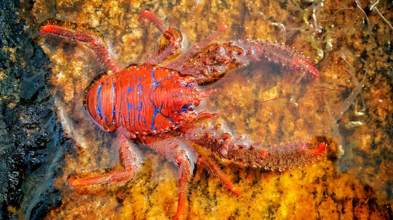Die Magie der Fjorde – Bild: ZDF und NDR/​nautilusfilm.