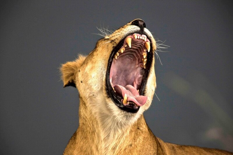 Diese Löwin gähnt entspannt – und präsentiert dabei ihr eindrucksvolles Gebiss. Die Massai haben verstanden, dass auch die wilden Raubtiere Raum zum Überleben brauchen. – Bild: Terra Mater /​ Wildlife Films Pty. Ltd. /​ Beverly Joubert
