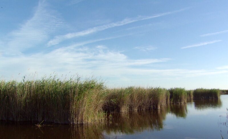 Im gewaltigen Schilfgürtel des Neusiedlersees brüten hunderte seltene Vogelarten. – Bild: ZDF und SWR. Im gewaltigen Schilfgürtel des Neusiedlersees brüten hunderte seltene Vogelarten. – Bild: ZDF und SWR.