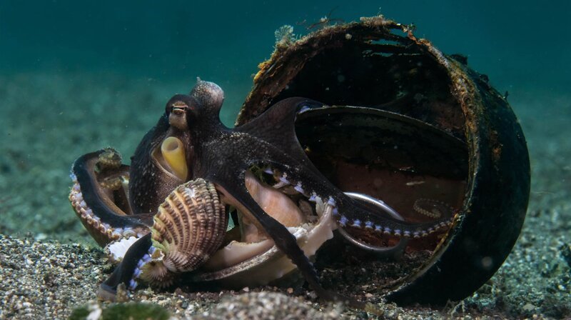 Der Kokosnuss-Krake verdient sich seinen Namen: Diese Oktopusse leben auf den Philippinen und sind auf der Suche nach Verstecken sehr kreativ. – Bild: NDR/​NDR Naturfilm/​doclights/​Saint Thomas Productions/​Marta Sostres