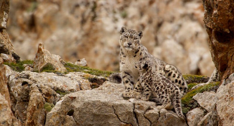 Disneynature’s Born In China..Leopards..Ph: .. – Bild: Disneynature 2015