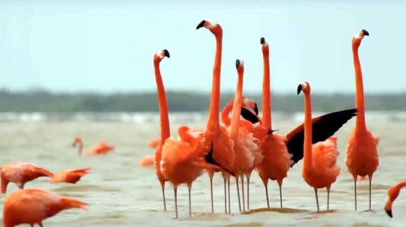 Flamingos – Bild: phoenix/​ZDF/​Arte