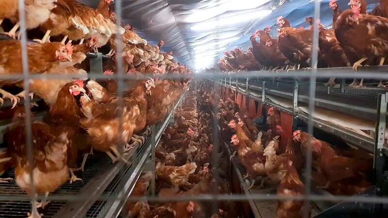 Pro Jahr vermarktet das Unternehmen Landkost-Ei 1 Milliarde Eier. Den Großteil dieser Eier legen Hühner, die in Bodenhaltung in Volierenform leben. Das heißt, die Hühner haben mehrere Etagen hoch Sitzstangen und Schlafplätze. Sie können aber auch auf den Boden flattern. In dieser Form der Bodenhaltung erlaubt der Gesetzgeber bis zu 18 Hennen pro Quadratmeter. Ins Freie kommen die Tiere niemals. – Bild: MDR/​tvntv GmbH