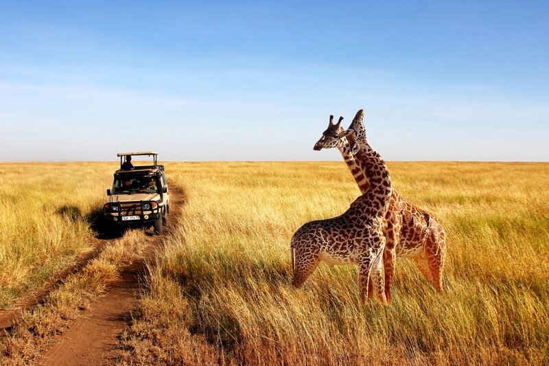 Wild giraffes in african savannah. Tanzania. National park Serengeti. – Bild: Shutterstock /​ Shutterstock /​ Copyright (c) 2018 Delbars/​Shutterstock. No use without permission.